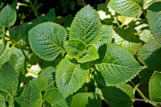 oil of oregano