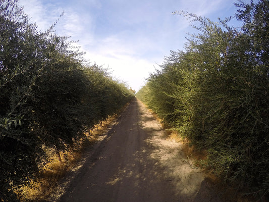 May in the Olive Grove