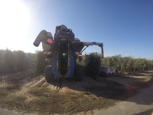 From Grove to Table: The Olive Oil Journey