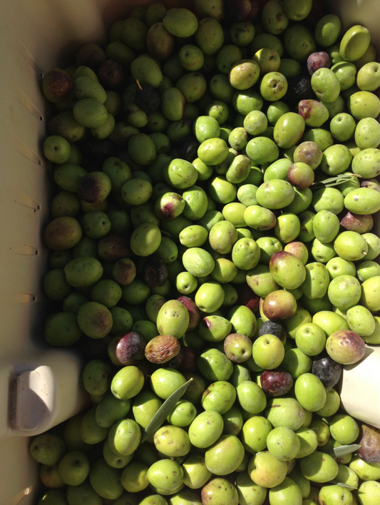 the magic of polyphenols