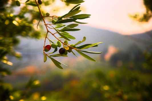 how to identify authentic evoo