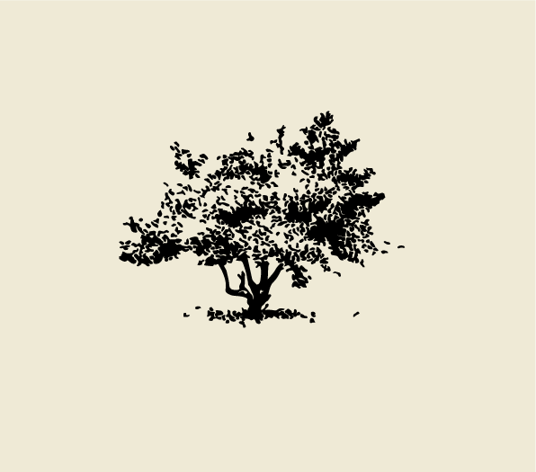 october in the olive grove