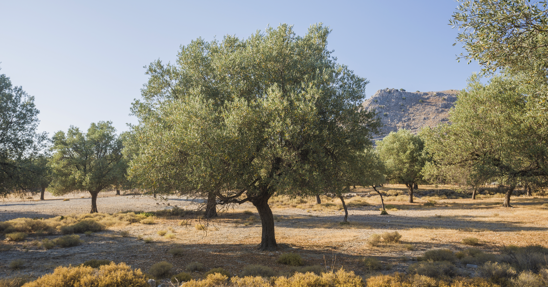 An old olive tree within a sunny olive grove.