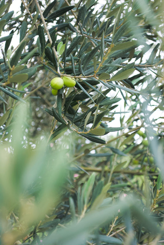 the foes of olive oil